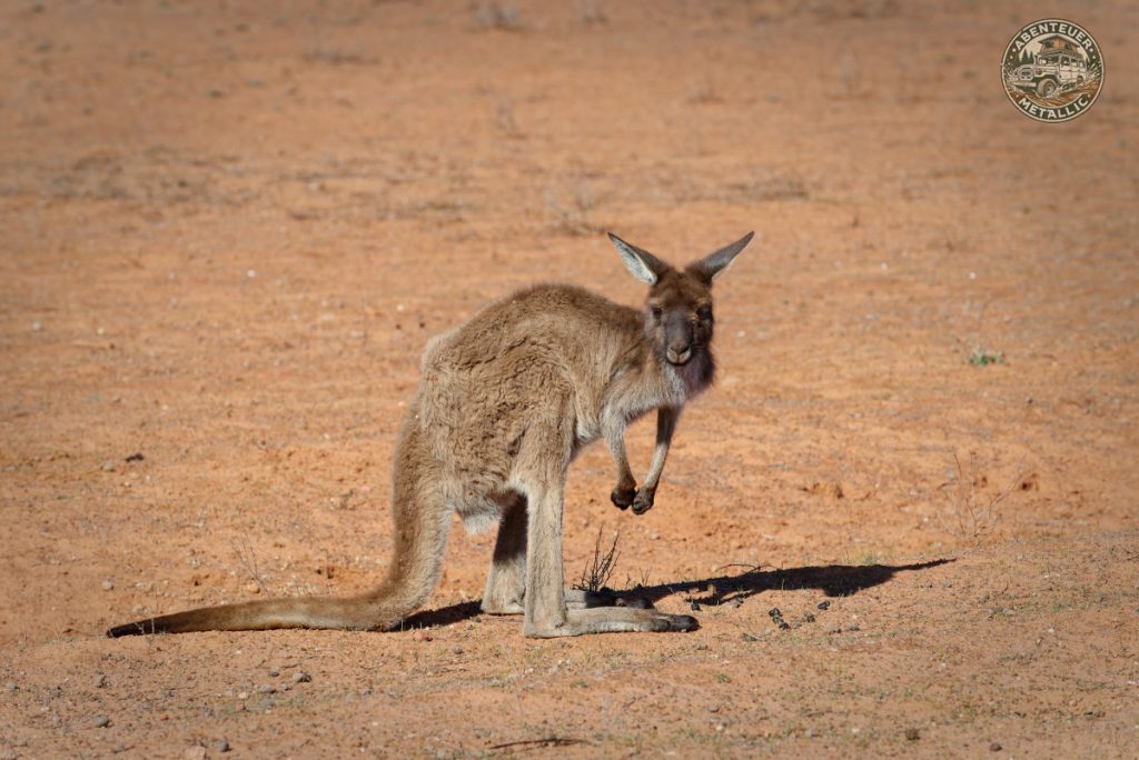 Känguru in Australien